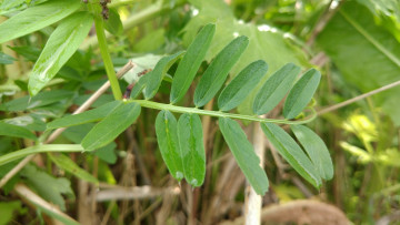 Картинка природа макро трава