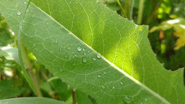 Картинка природа макро трава