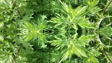 Картинка природа макро трава