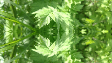 Картинка природа макро трава