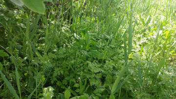 Картинка природа макро трава