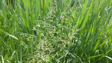 Картинка природа макро трава