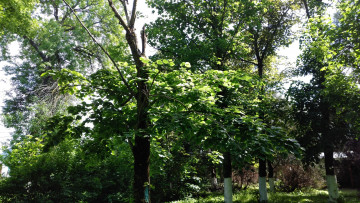 Картинка природа парк май пейзаж деревья весна