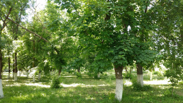 Картинка природа парк пейзаж май деревья весна