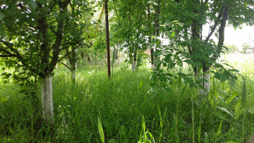 Картинка природа парк сад