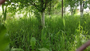 Картинка природа парк сад