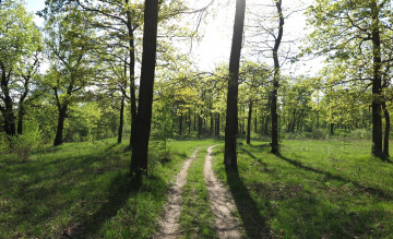 Картинка природа дороги дорога лес