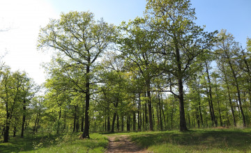 Картинка природа дороги лес дорога