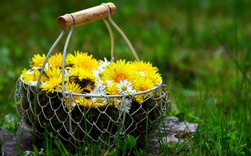 Картинка цветы одуванчики солнечный