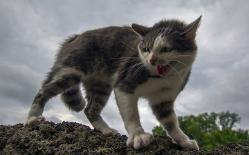 Картинка животные коты кошка котёнок