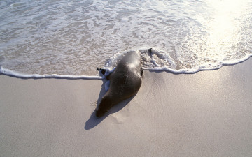 Картинка животные тюлени +морские+львы +морские+котики море берег морской котик