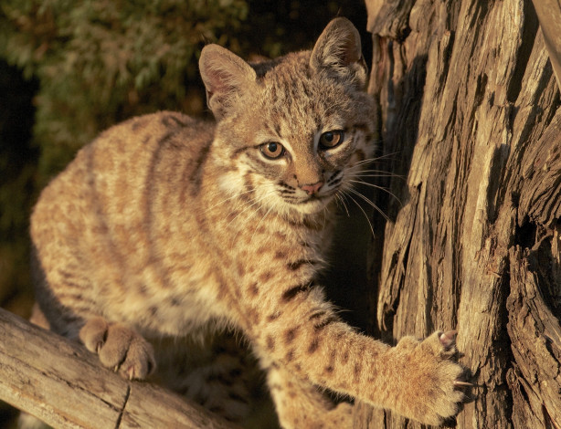 Обои картинки фото животные, рыси, котёнок, детёныш, рысь