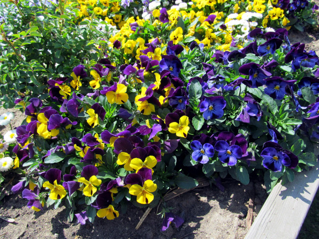 Обои картинки фото цветы, анютины глазки , садовые фиалки, много