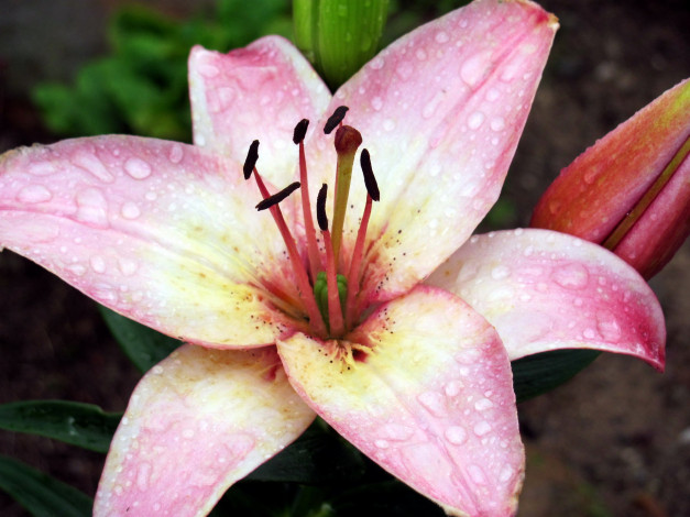 Обои картинки фото цветы, лилии,  лилейники, макро