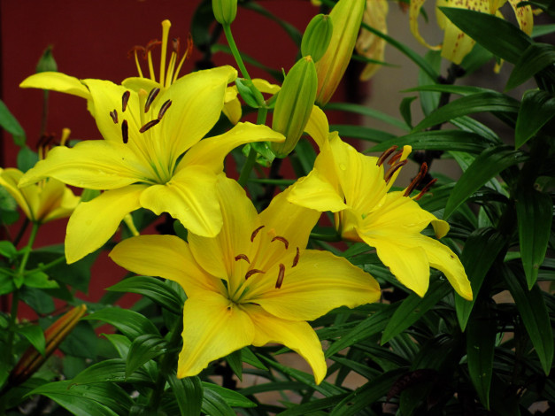 Обои картинки фото цветы, лилии,  лилейники, желтый