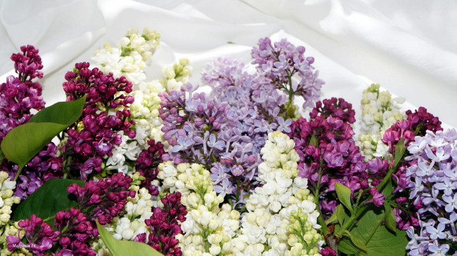 Обои картинки фото цветы, сирень, гроздья