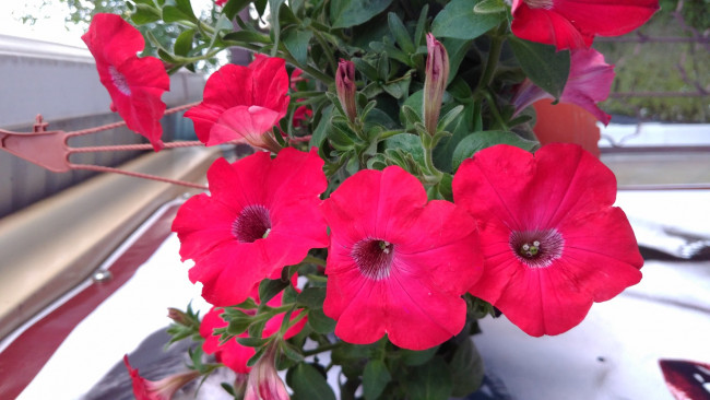 Обои картинки фото цветы, петунии,  калибрахоа, макро