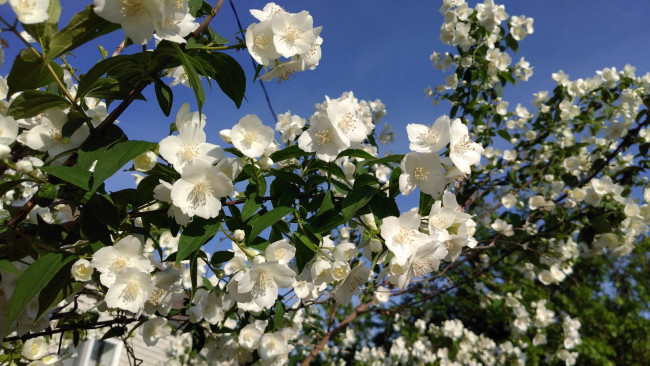 Обои картинки фото цветы, жасмин