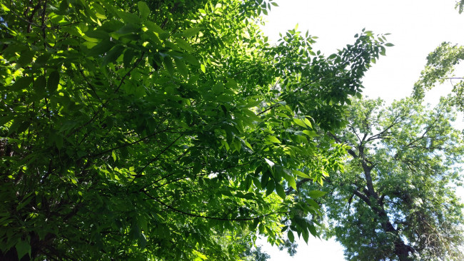 Обои картинки фото природа, деревья