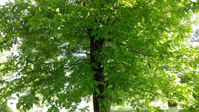 Обои картинки фото природа, деревья, дерево