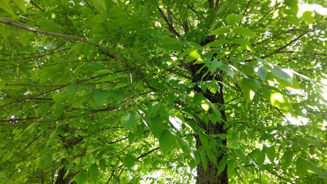 Обои картинки фото природа, деревья, дерево