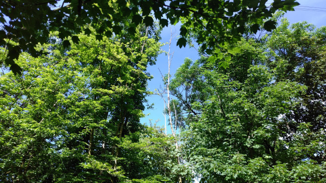 Обои картинки фото природа, деревья, парк, весна, пейзаж, май