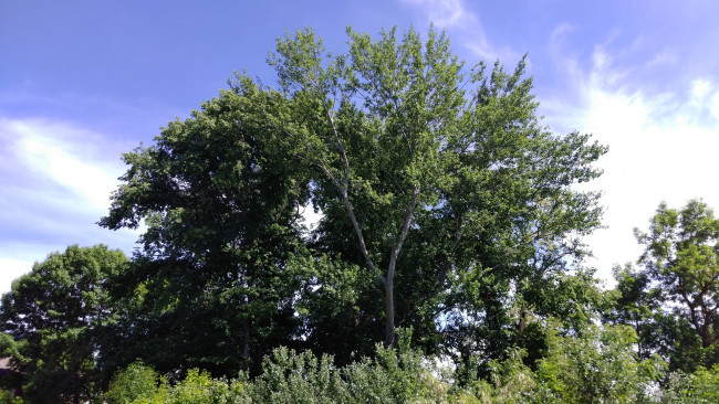 Обои картинки фото природа, деревья, пейзаж, весна, май