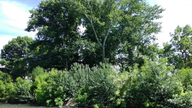 Обои картинки фото природа, деревья, весна, май, пейзаж