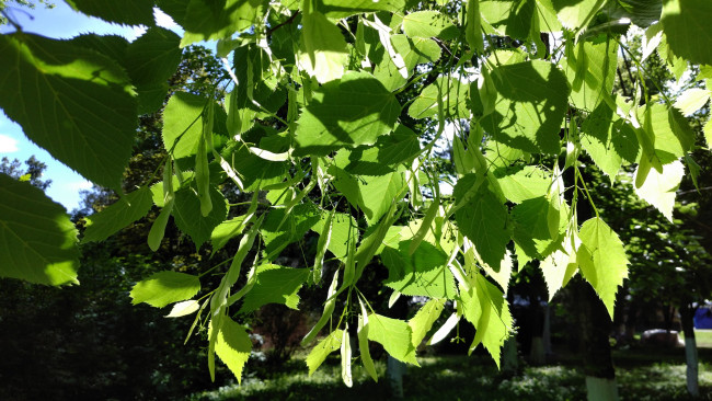 Обои картинки фото природа, листья