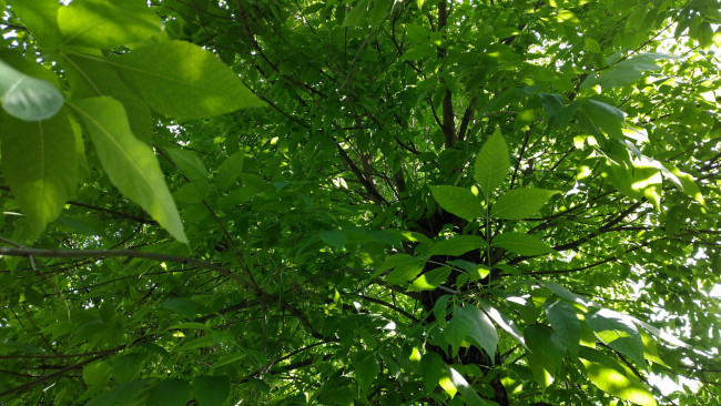 Обои картинки фото природа, листья