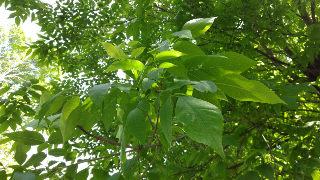 Обои картинки фото природа, листья