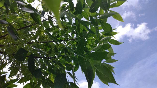 Обои картинки фото природа, листья