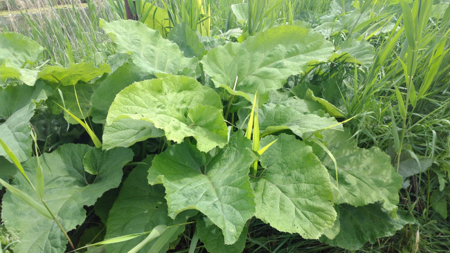 Обои картинки фото природа, листья, лапух