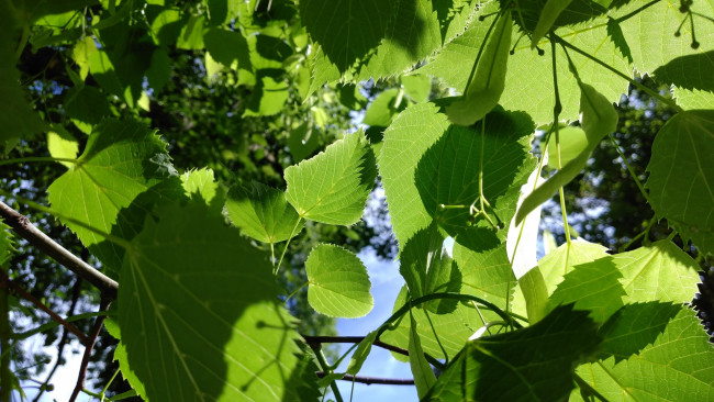 Обои картинки фото природа, листья, май, весна