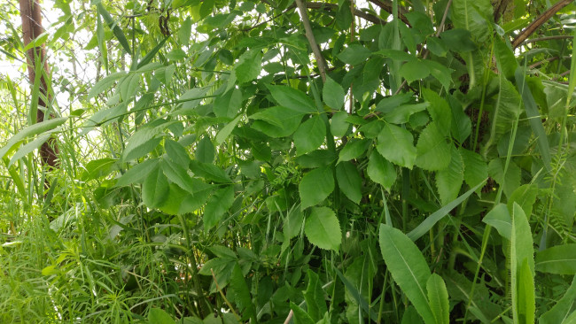 Обои картинки фото природа, листья, зелень