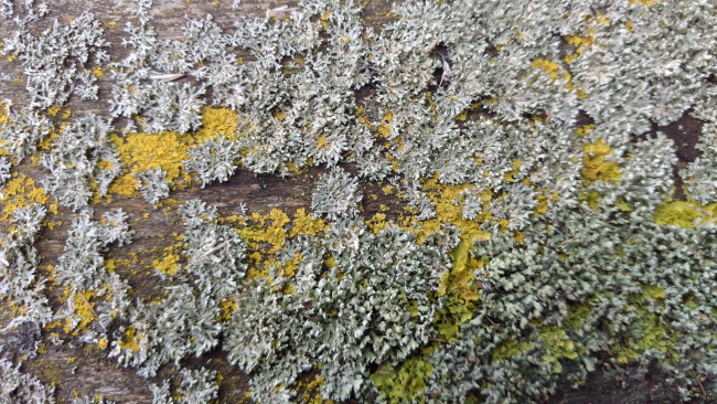 Обои картинки фото природа, макро, мох