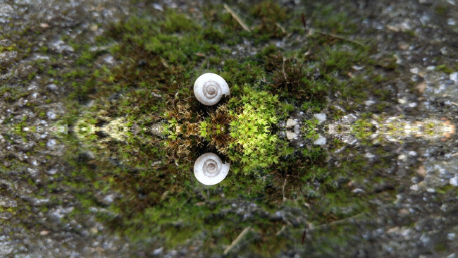 Обои картинки фото природа, макро, ракушка