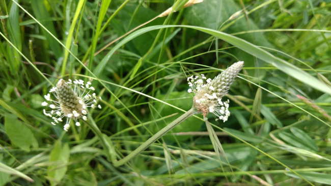 Обои картинки фото природа, макро, трава