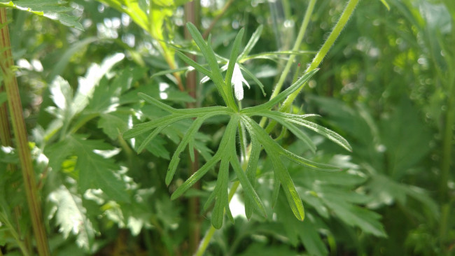 Обои картинки фото природа, макро, трава