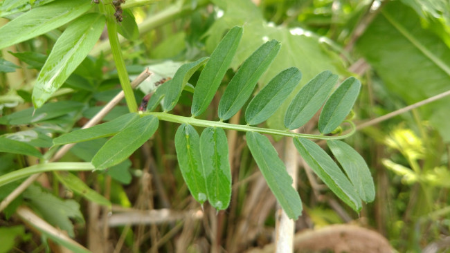 Обои картинки фото природа, макро, трава