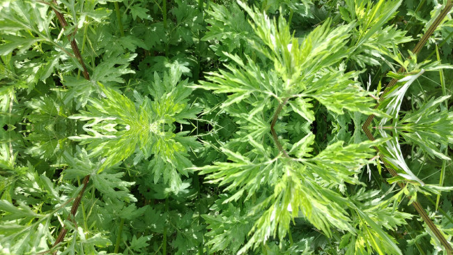 Обои картинки фото природа, макро, трава