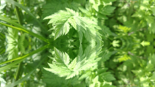 Обои картинки фото природа, макро, трава