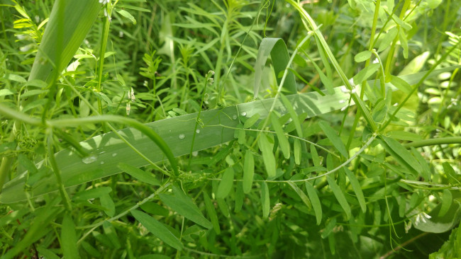 Обои картинки фото природа, макро, трава