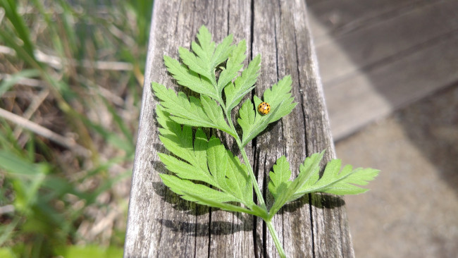 Обои картинки фото природа, макро, трава