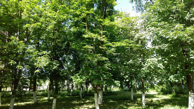 Обои картинки фото природа, парк, деревья, пейзаж, весна, май