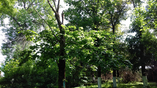 Обои картинки фото природа, парк, май, пейзаж, деревья, весна