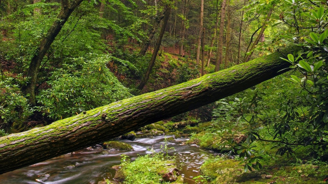 Обои картинки фото природа, реки, озера, лес, овраг, кусты, ручей, бревно