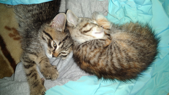 Обои картинки фото животные, коты, котята