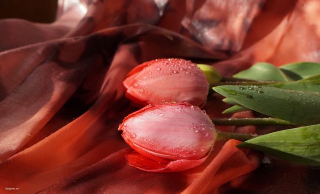 Обои картинки фото цветы, тюльпаны, капли, бутоны, шелк