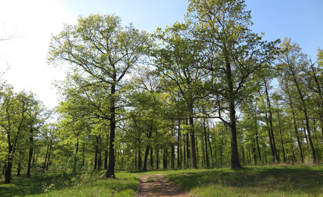 Обои картинки фото природа, дороги, лес, дорога